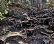 Zittauer Gebirgslauf