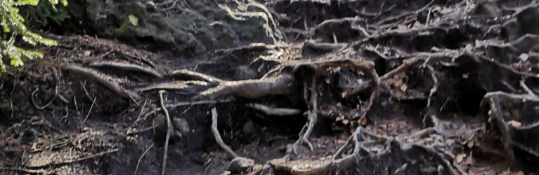 Zittauer Gebirgslauf