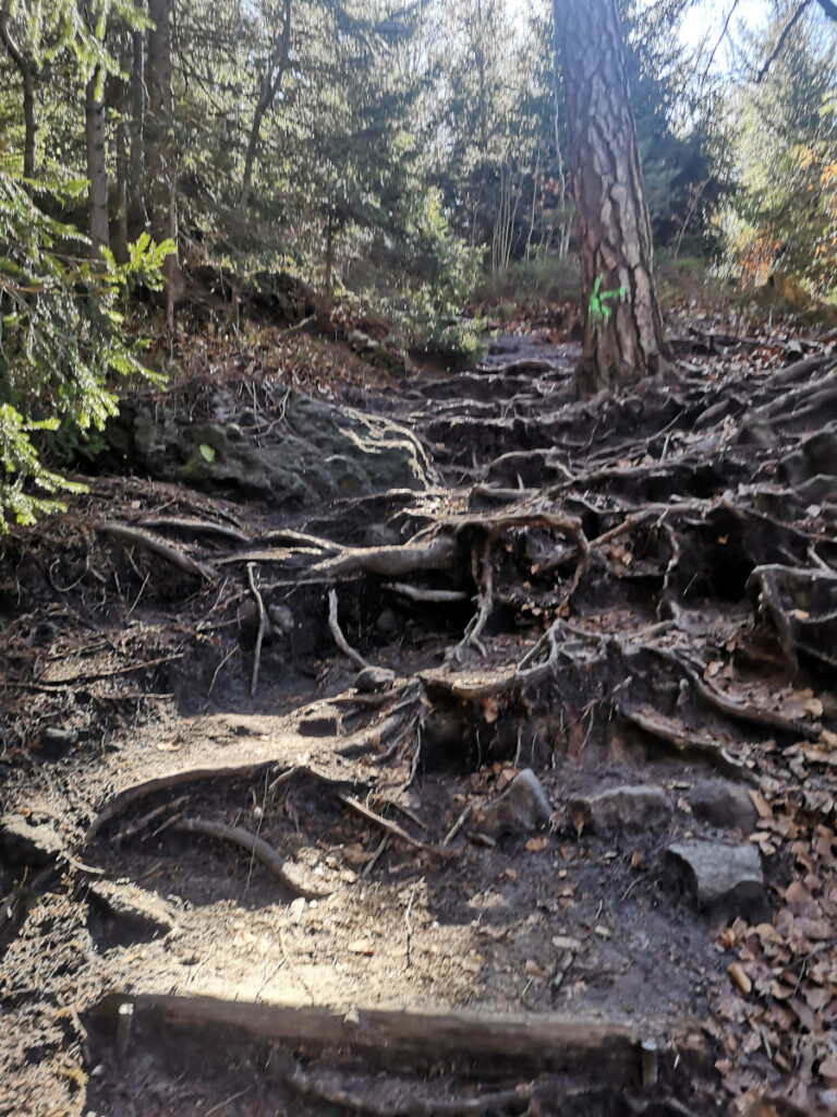 Zittauer Gebirgslauf