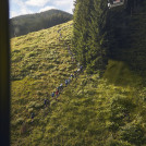 Saalbach Trail & Skyrace