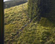 Saalbach Trail & Skyrace