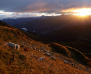 adidas Infinite Trails 2022