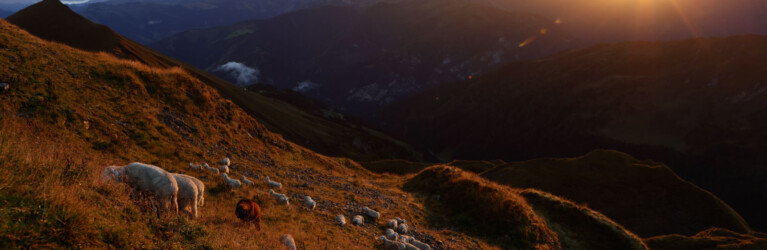 adidas Infinite Trails 2022