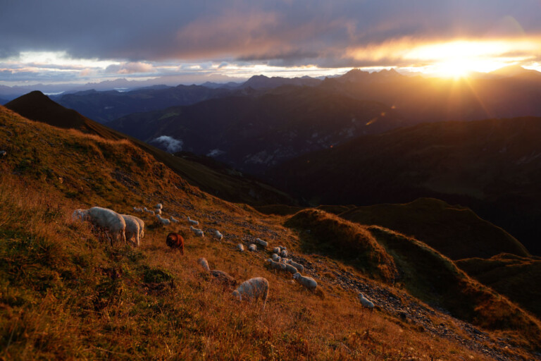 adidas Infinite Trails 2022