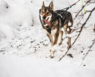 MOUNTAINMAN Niklolaus-Trail 2023