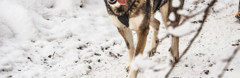 MOUNTAINMAN Niklolaus-Trail 2023