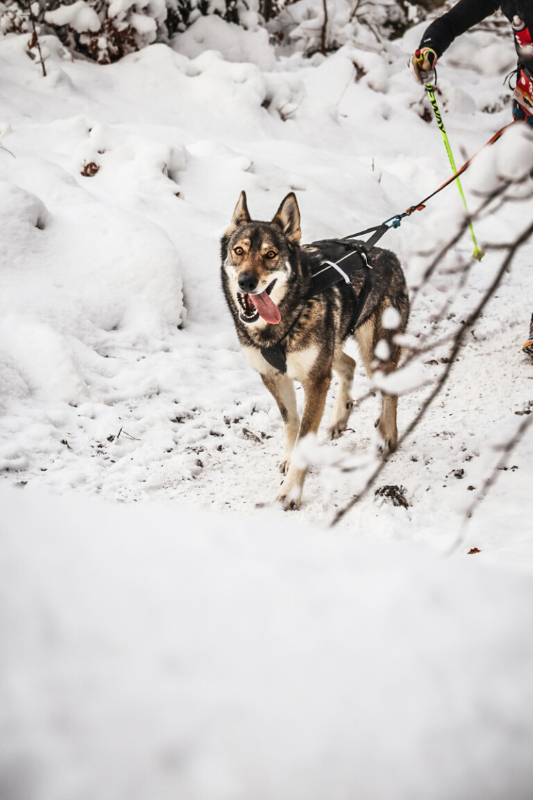 MOUNTAINMAN Niklolaus-Trail 2023