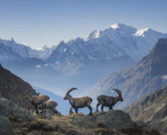 Natur, Berge und Nachhaltigkeites Trailrunning