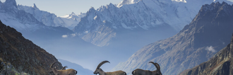 Natur, Berge und Nachhaltigkeites Trailrunning