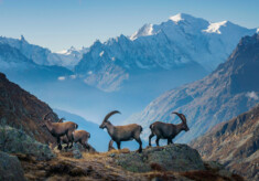 Natur, Berge und Nachhaltigkeites Trailrunning