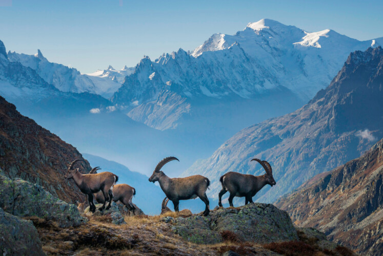 Natur, Berge und Nachhaltigkeites Trailrunning