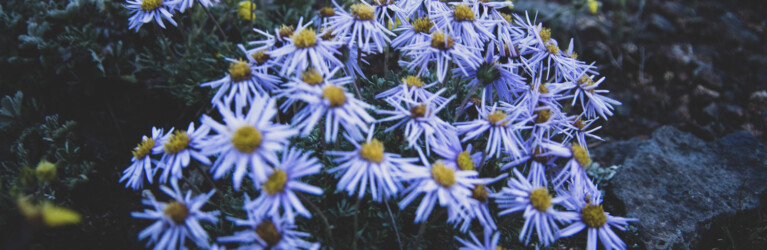 Natur, Berge und Nachhaltigkeites Trailrunning