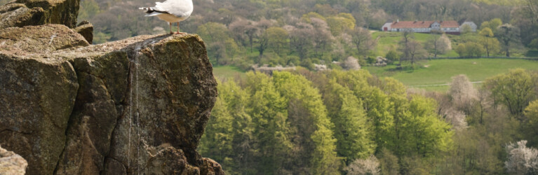 Hammer Trail Bornholm 2024