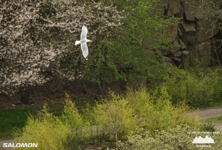 Hammer Trail Bornholm 2024