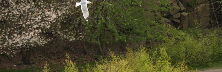 Hammer Trail Bornholm 2024