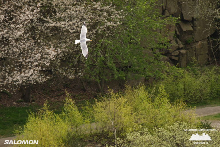 Hammer Trail Bornholm 2024