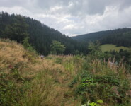 1. Wildman Harz