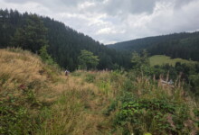 1. Wildman Harz