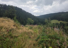 1. Wildman Harz