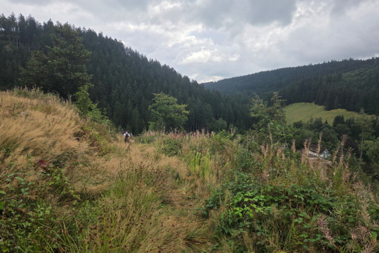 1. Wildman Harz