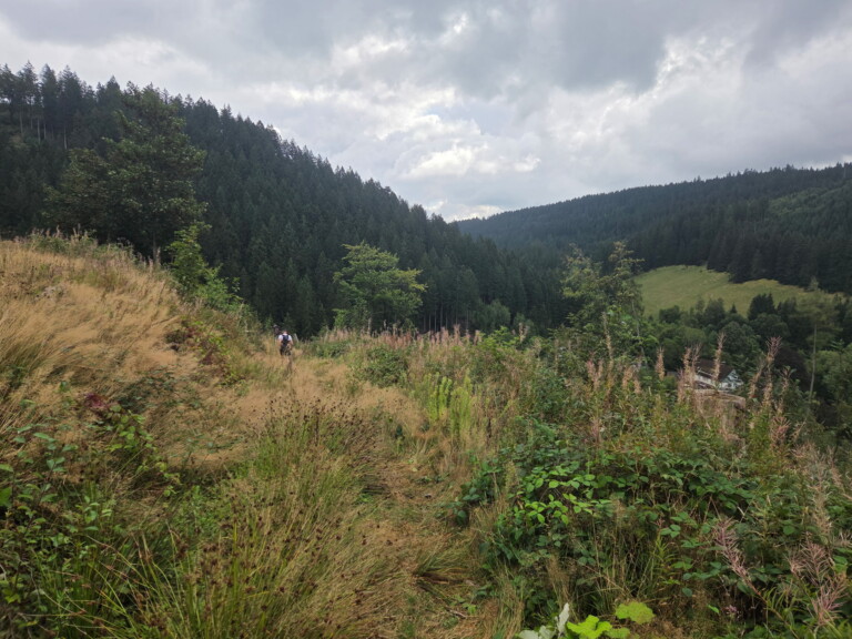 1. Wildman Harz