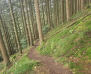 1. Wildman Harz