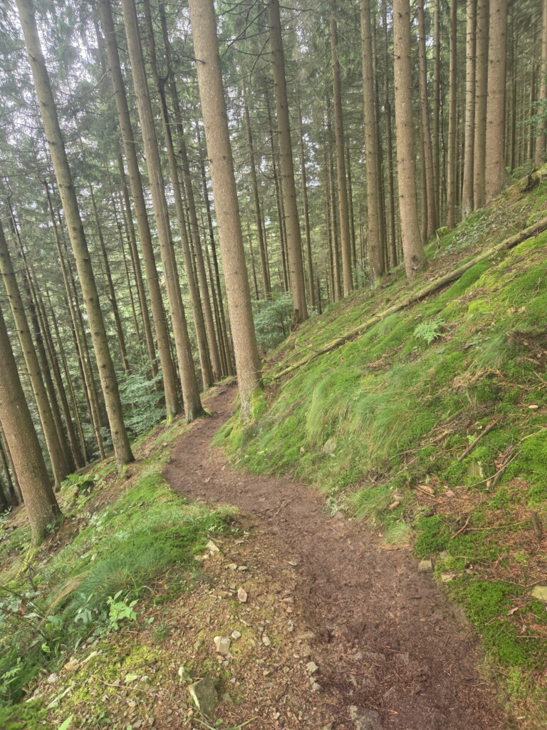 1. Wildman Harz