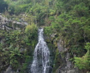 1. Wildman Harz