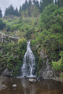 1. Wildman Harz