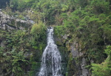 1. Wildman Harz