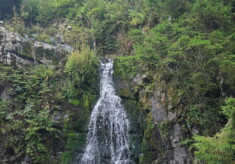 1. Wildman Harz