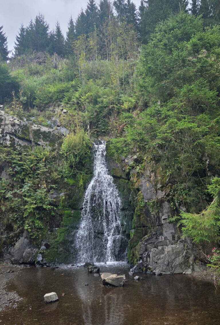 1. Wildman Harz