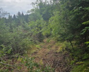 1. Wildman Harz