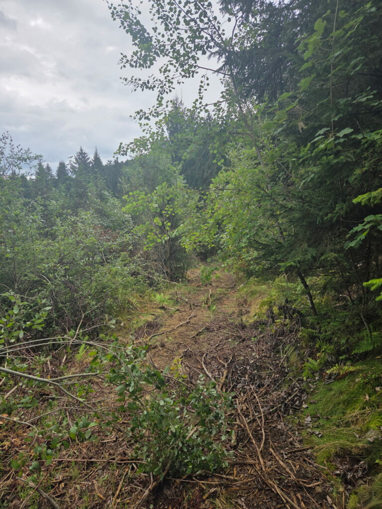 1. Wildman Harz