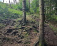 1. Wildman Harz