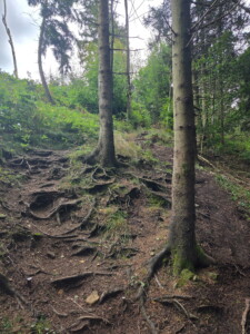 1. Wildman Harz