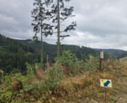 1. Wildman Harz