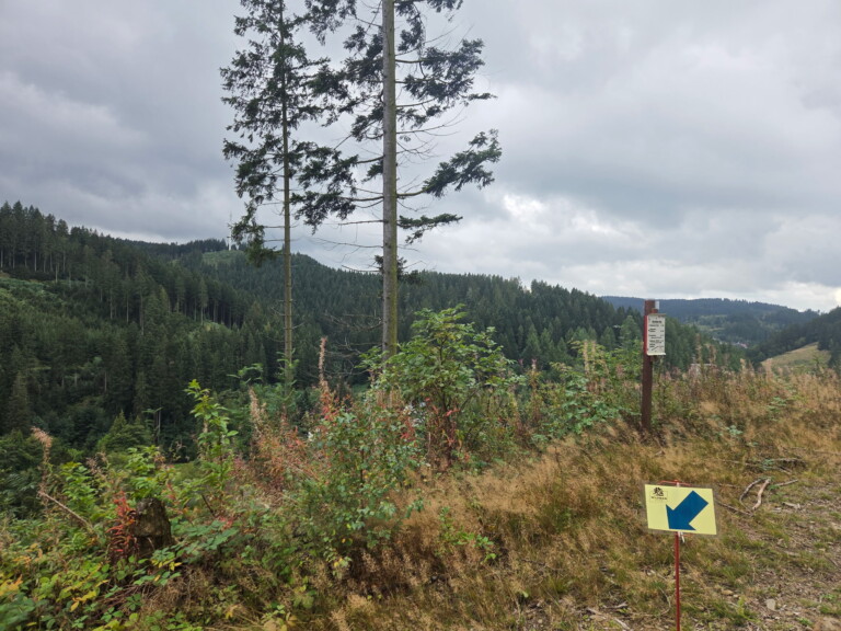 1. Wildman Harz